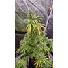 Gorilla Super Glue, Фасовка: 5, изображение 5